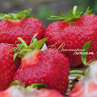 Клубника ЛЮБАВА (КРУПНОМЕР! ОГРОМНЫЙ КУСТ, УРОЖАЙ В ГОД ПОСАДКИ) Клубника ЛЮБАВА (КРУПНОМЕР! ОГРОМНЫЙ КУСТ, УРОЖАЙ В ГОД ПОСАДКИ)